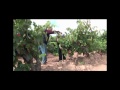 De la uva a la botella - Campo Viejo