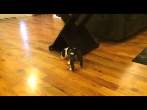 Female Bull Terrier Kai born 11-23-14