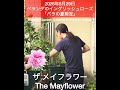 【2026年8月29日 ベランダのイングリッシュローズ「バラの夏剪定」】ザメイフラワー
