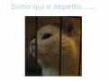 Vedi Video