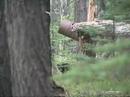 Alaska Black bear hunt