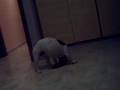 BULLDOG LULU 5