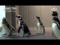 すみだ水族館 ペンギンタイム すみだ水族館【公式】 すみだ水族館