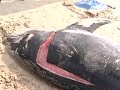 APARECE UN DELFIN MUERTO EN LA PLAYA DE LA ISLA
