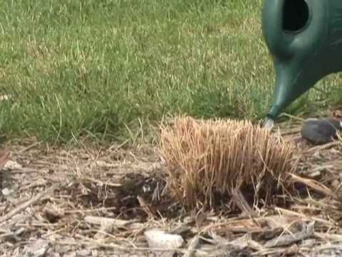 how to transplant ornamental grass