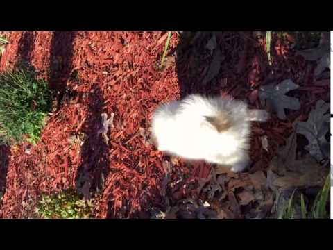 AKC Papillon Male White and sable