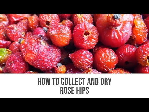 how to collect rose hips