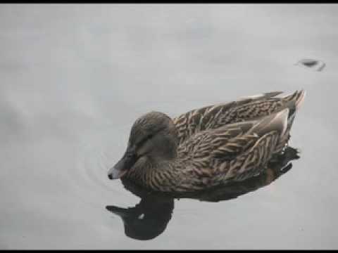 Whodunit: Feathers in the Grass