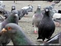 Whodunit: Feathers in the Grass