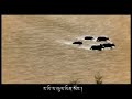Tibetan Song Ngayi Phayul - Tashi Nyima Tibetan Song Ngayi Phayul - Tashi Nyima