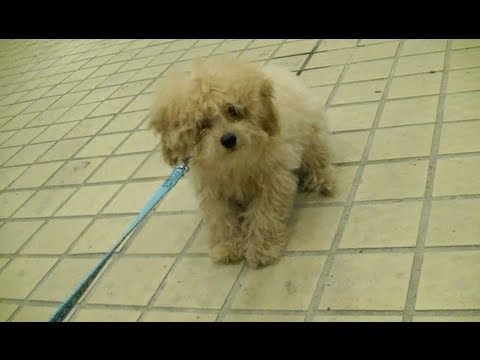domo - Hey everybody!! Domo got his first walkies! *sort of* I was so excited for this day! Chubbi was SO crazy the first time she got walked. Was crawling like a s...