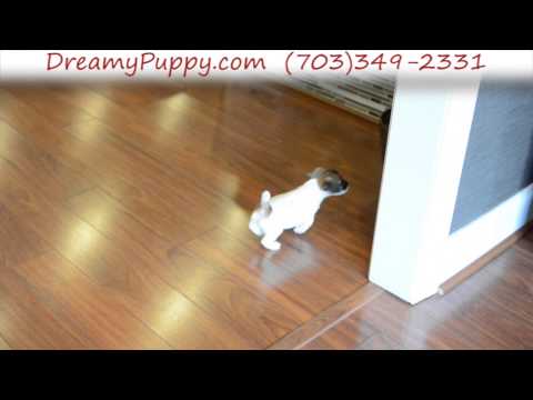 Playful Jack Russell Terrier Female Puppy