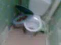 videos de MIMI EN MODE BOURé