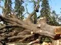 Big Oak Felling