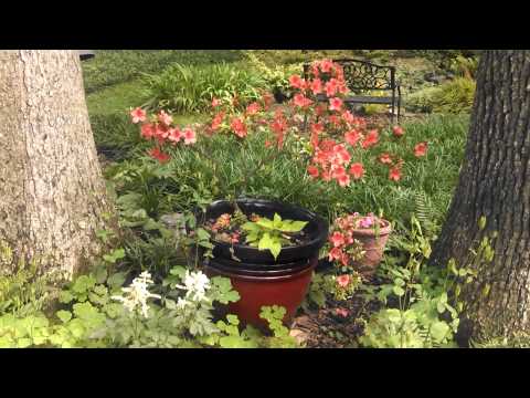 how to collect azalea seeds