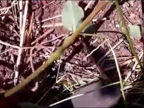 how to tell if potatoes are ready to harvest