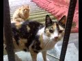 Gatos en el patio de luces.