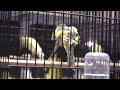 Gibber at National Cage Bird Show Lansing Gibber at National Cage Bird Show Lansing