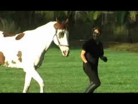 Spirit Horses – Healing and Spiritual Growth by Connecting with Horses