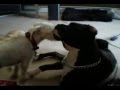 videos de Doggie Movie