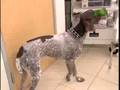 Breed All About It - German Shorthaired Pointer
