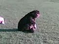 inner west dogs, Australia