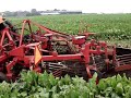 Suikerbietenrooien sugarbeet Fiat Zetor Case-IH Trekkerweb Suikerbietenrooien sugarbeet Fiat Zetor Case-IH Trekkerweb