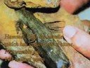 En. The neolearnt fossil objects