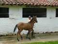 TOMASA DEL CARRUSEL