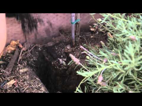 how to fertilize grape vines
