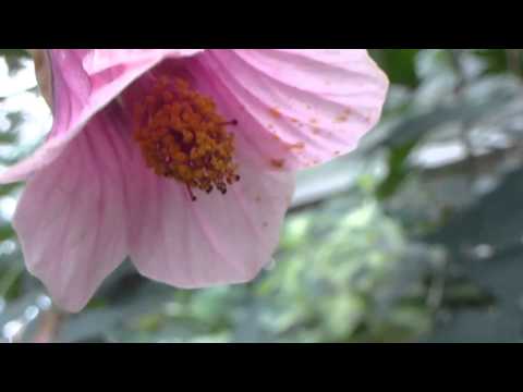 how to transplant abutilon