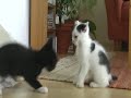 Crazy funny cats Crazy funny cats