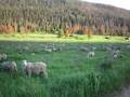 Noisy sheep
