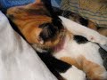 My Cat Sucking Her Own Tit