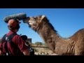 Behind the scenes with Animal Planet - Baby and Nessie on TV!