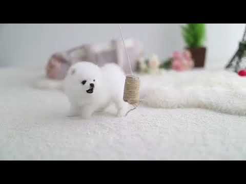 Serena Boutique Teacup Puppies
