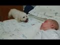 Look how this cute dog tries so hard to get to the baby! aww JukinVideo.com