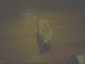 Cute Animal! Flash the Fennec Fox Cute Animal! Flash the Fennec Fox