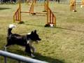 dog agility Birthe & Cosmo VVDH 2008