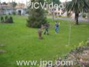 El asesino de la palmera