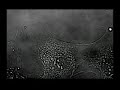 Venetian Snares - Szamar Madar (The Nature Of Cell Science)