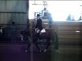 Jackson trotting and loping