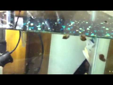how to get rid snails in an aquarium