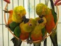 Baby Parrots Jenday Conures Hanging Out! ©Karla K. Larsson