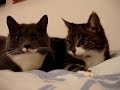 gatos habladores