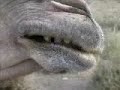 Camel Sings and Chews