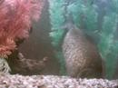 Repro piranhas nat