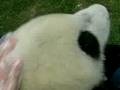 videos de Up Close and in Contact with Panda