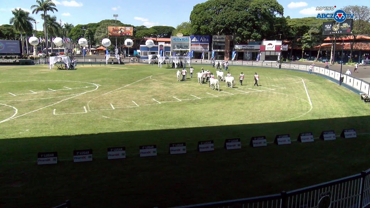 91ª EXPOZEBU - JULGAMENTOS DOMINGO | DIREITA