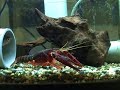 アメリカザリガニ
